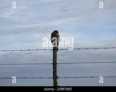 Chimango Caracara (Daptrius chimango) Aves Stockfoto