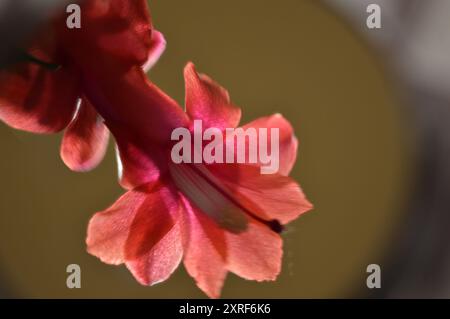 Fotografía macro de distintas flores Stockfoto