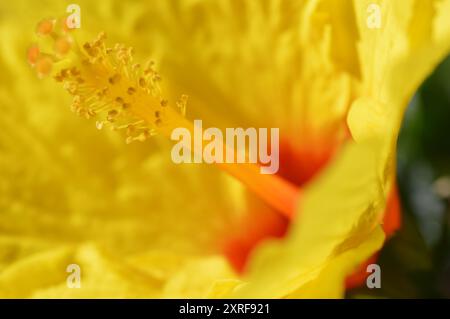 Fotografía macro de distintas flores Stockfoto