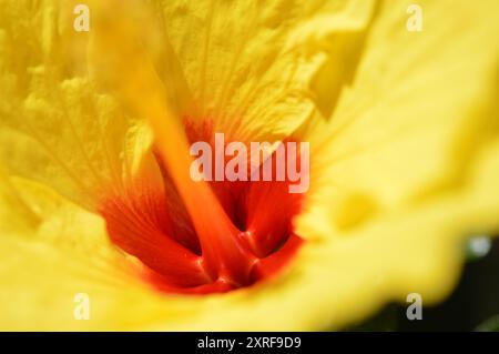 Fotografía macro de distintas flores Stockfoto