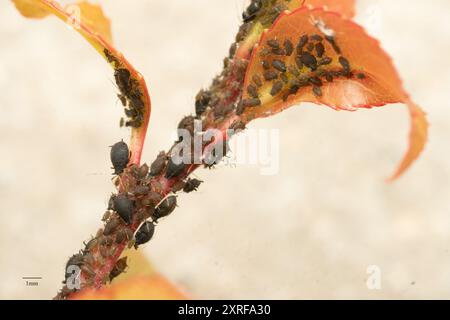 Blattlaus der schwarzen Zitrusfrucht (Toxoptera aurantii) Insecta Stockfoto