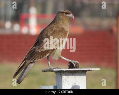 Chimango Caracara (Daptrius chimango) Aves Stockfoto