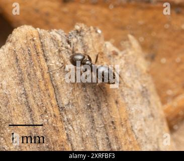 Dark Rover Ant (Brachymyrmex patagonicus) Insecta Stockfoto