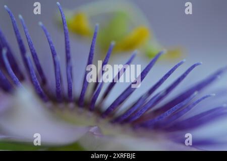 Fotografía macro de distintas flores Stockfoto