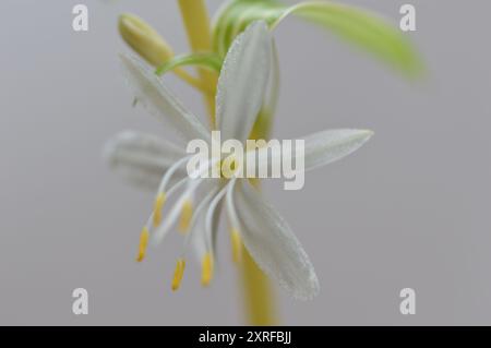 Fotografía macro de distintas flores Stockfoto