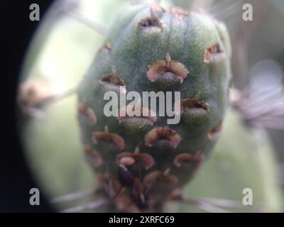 Zahnstocher Cactus (Stetsonia coryne) Plantae Stockfoto