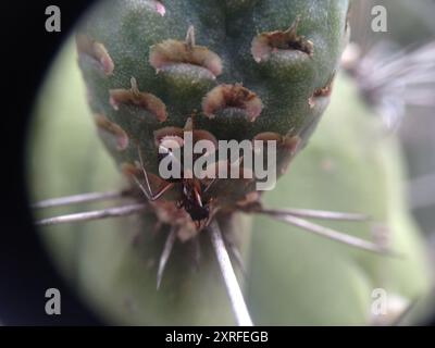 Zahnstocher Cactus (Stetsonia coryne) Plantae Stockfoto