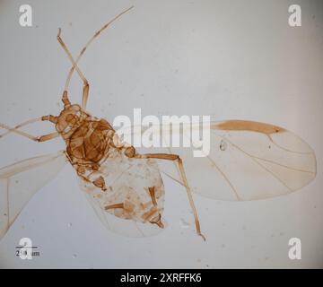 Blattlaus der schwarzen Zitrusfrucht (Toxoptera aurantii) Insecta Stockfoto