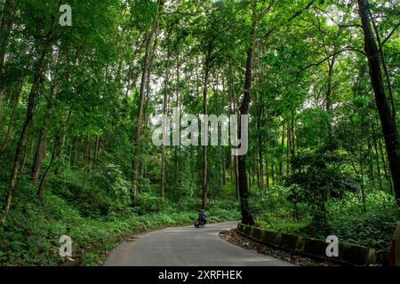 Die kurvige Pitch-Straße führt durch den Naturschutzwald in Kalimpong Stockfoto