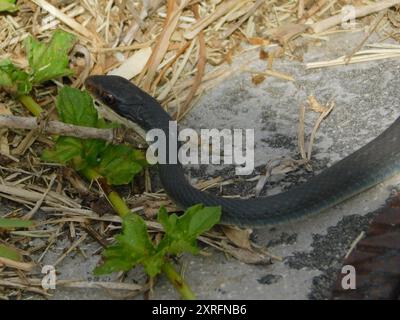 Everglades Racer (Coluber constrictor paludicola) Reptilia Stockfoto