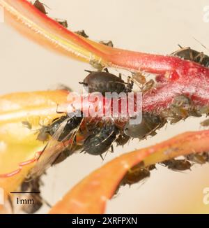 Blattlaus der schwarzen Zitrusfrucht (Toxoptera aurantii) Insecta Stockfoto