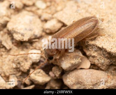 Weichkörperkäfer (Dascillidae) Insecta Stockfoto