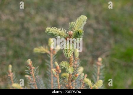 Fichtenzweige auf grünem Hintergrund. Die blaue Fichte, die grüne Fichte, die weiße Fichte. Picea Abies. Nahaufnahme eines Kiefernzweigs im Frühjahr. Stockfoto