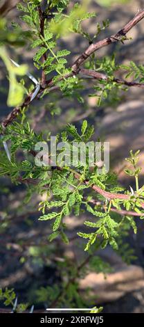 Weißhornakazie (Vachellia constricta) Plantae Stockfoto