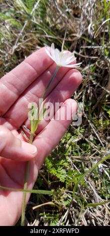 Tenpetalanemone (Anemone berlandieri) Plantae Stockfoto