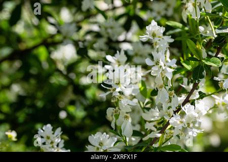 Exochorda racemosa Schneeberg weiß blühender Sträucher, Zierpflanze in Blüte, grüne Blätter an Zweigen Stockfoto