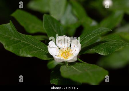 Weiße Blüten und Blätter des japanischen Loquatbaums eriobotrya japonica Stockfoto