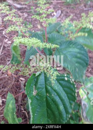 Westindische Brennnessel (Laportea aestuans) Plantae Stockfoto