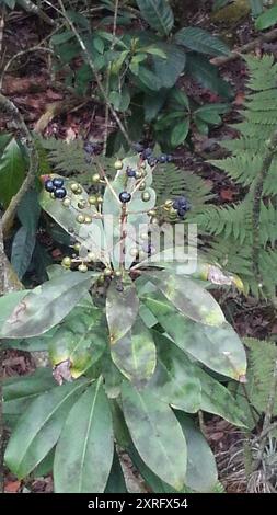 Marlberry (Ardisia escallonioides) Plantae Stockfoto