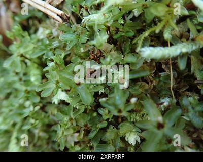 Rhizomniummoos (Rhizomnium glabrescens) Plantae Stockfoto