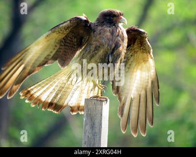 Chimango Caracara (Daptrius chimango) Aves Stockfoto