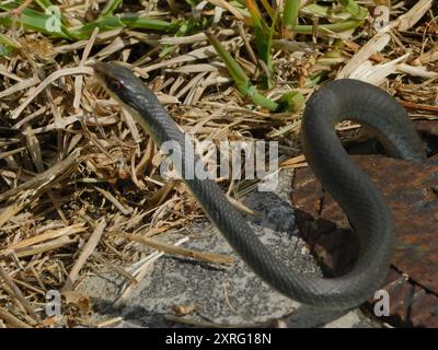 Everglades Racer (Coluber constrictor paludicola) Reptilia Stockfoto