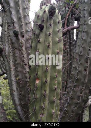 Zahnstocher Cactus (Stetsonia coryne) Plantae Stockfoto