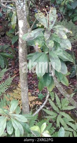 Marlberry (Ardisia escallonioides) Plantae Stockfoto