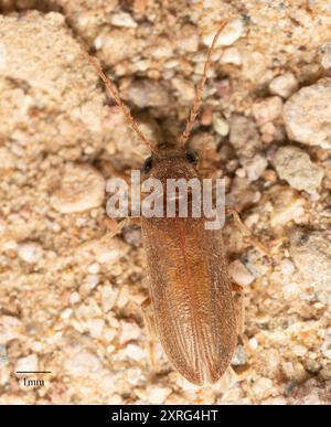 Weichkörperkäfer (Dascillidae) Insecta Stockfoto