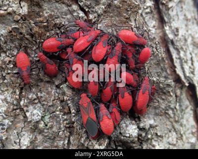 (Leptocoris vicinus) Insecta Stockfoto