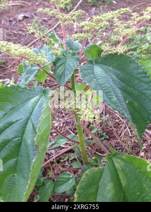Westindische Brennnessel (Laportea aestuans) Plantae Stockfoto