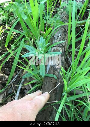 Maisgromwell (Buglossoides arvensis) Plantae Stockfoto