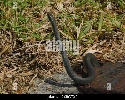 Everglades Racer (Coluber constrictor paludicola) Reptilia Stockfoto