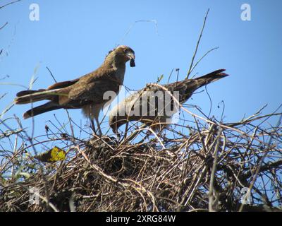 Chimango Caracara (Daptrius chimango) Aves Stockfoto