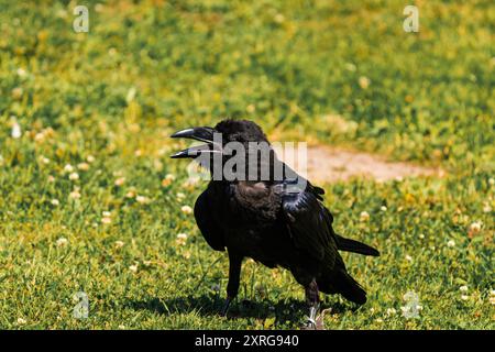 Kapkrähe oder schwarze Krähe (Corvus capensis) Stockfoto