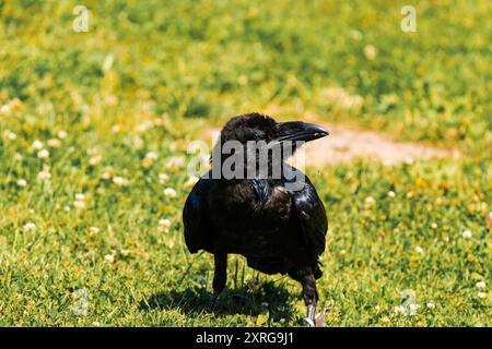 Kapkrähe oder schwarze Krähe (Corvus capensis) Stockfoto