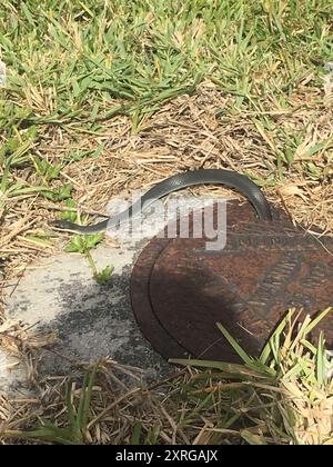 Everglades Racer (Coluber constrictor paludicola) Reptilia Stockfoto