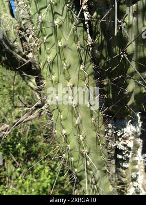 Zahnstocher Cactus (Stetsonia coryne) Plantae Stockfoto