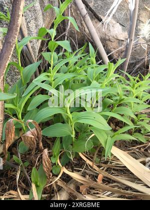 Stream Orchidee (Epipactis gigantea) Plantae Stockfoto