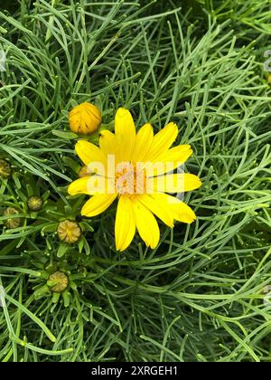 Riesencoreopsis (Leptosyne gigantea) Plantae Stockfoto