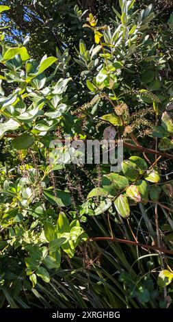Baum Tutu (Coriaria arborea) Plantae Stockfoto
