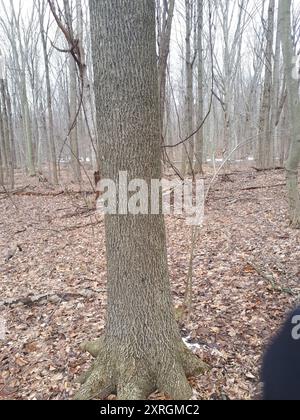 Bitternut Hickory (Carya cordiformis) Plantae Stockfoto