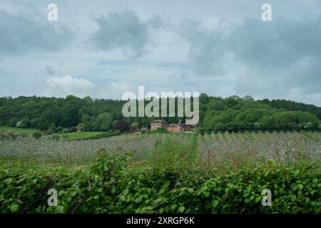 Obstgarten und Bauernhaus mit weißer Blüte auf den Bäumen Stockfoto