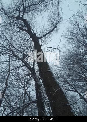 Bitternut Hickory (Carya cordiformis) Plantae Stockfoto