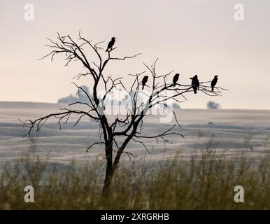 Doppelkormorane (Nannopterum auritum) sitzen in einem Baum im Upper Souris National Wildlife Refuge in North Dakota. Stockfoto