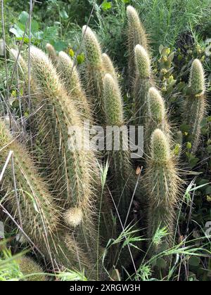 Cereus (Bergerocactus emoryi) Plantae Stockfoto