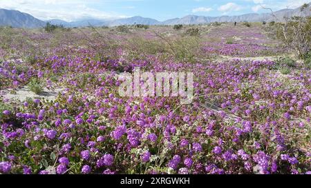 Behaarte Sand Verbene (Abronia villosa villosa) Plantae Stockfoto