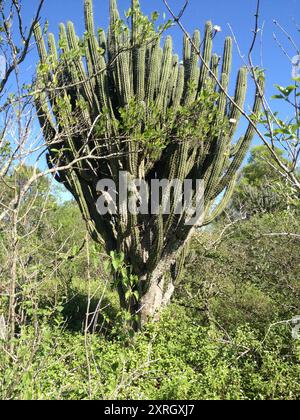 Zahnstocher Cactus (Stetsonia coryne) Plantae Stockfoto