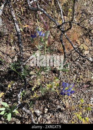 Coulter-Lupine (Lupinus sparsiflorus) Plantae Stockfoto