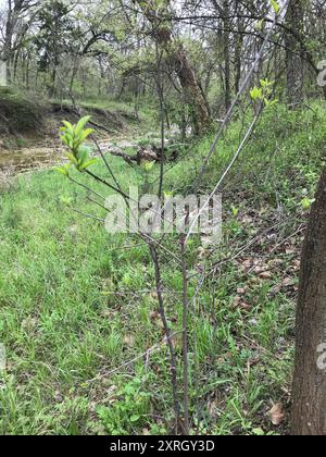 Carolina Sanddorn (Frangula caroliniana) Plantae Stockfoto